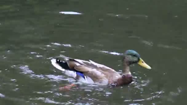 Plongée de canard sauvage dans la rivière . — Video