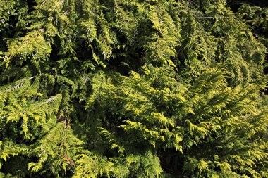 Selvi tohumların yeşil dallar.