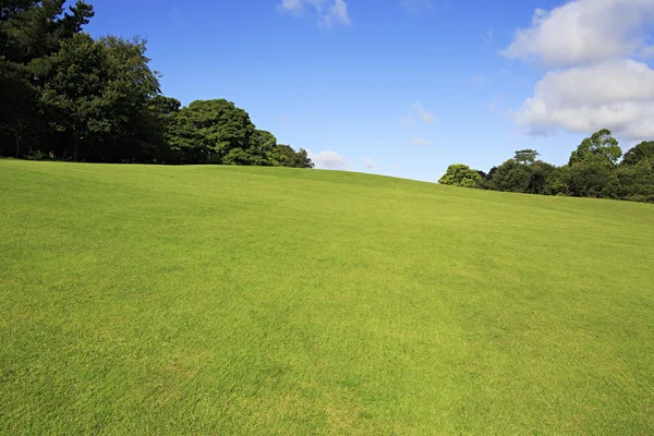Beautiful green lawn in summer park. Stock Photo