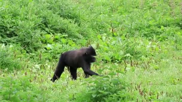 Sulawesi macaco crestado comiendo hierba . — Vídeos de Stock