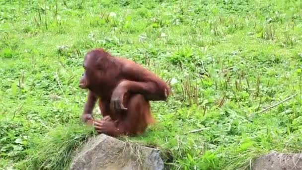 Orangután borneano femenino — Vídeo de stock