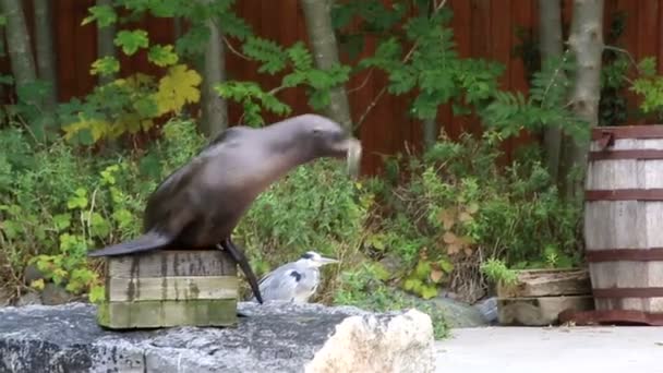 Californian sea lion catches a fish mouth — Stock Video