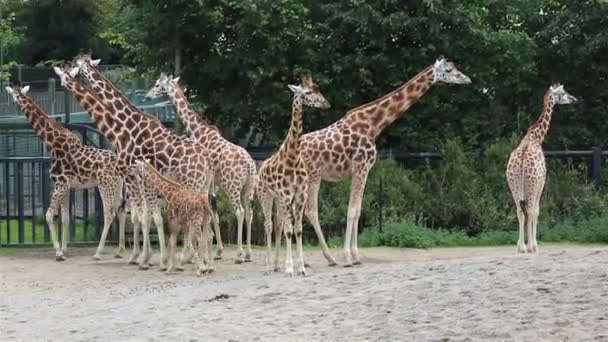 Giraffenherde mit Jungtier. — Stockvideo