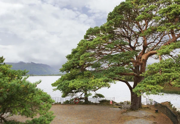 Large pine on Lough Leane Lower Lake. — Stock Photo, Image