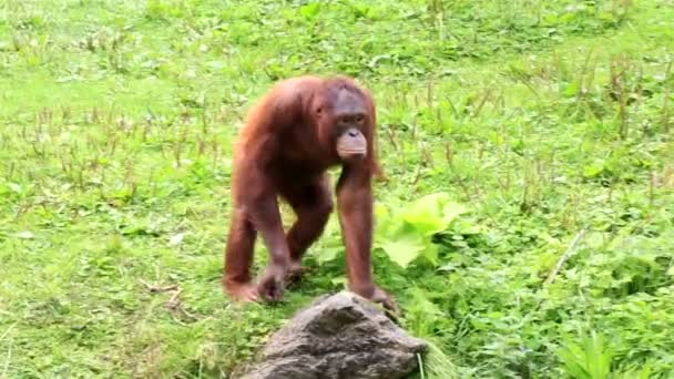 Orangután borneano — Vídeo de stock