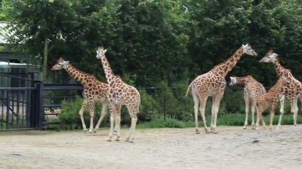 Kudde van giraffen en Zebra 's. — Stockvideo