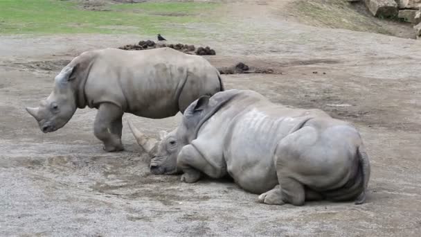 Cub Southern White Rhinoceros tentando acordar sua mãe . — Vídeo de Stock