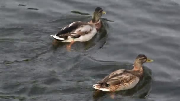 Patos salvajes en el río . — Vídeos de Stock