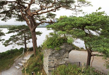 Lough Leane'i küçük gölde büyük çam.