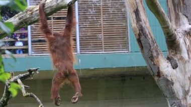 Ağaç üzerinde asılı Borneo orangutan