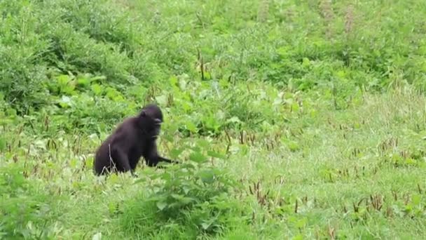 Sulawesi macaco crestado comiendo hierba . — Vídeos de Stock