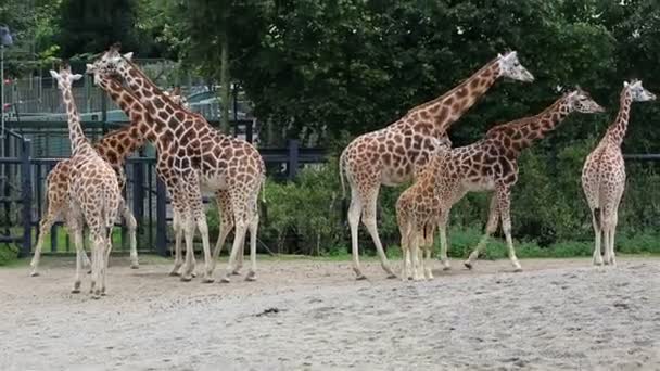 Rebanho de girafas com filhote . — Vídeo de Stock