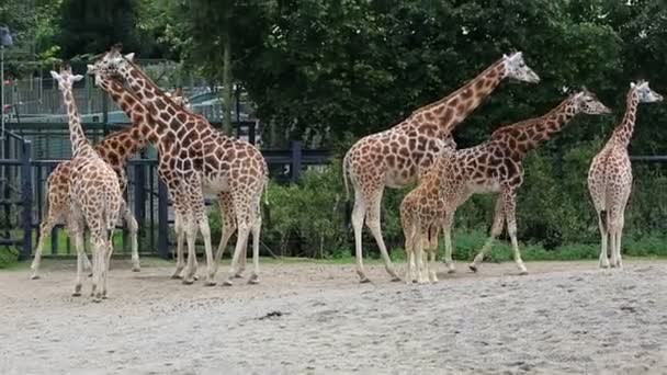 Troupeau de girafes avec ourson . — Video