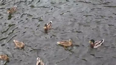 Yaban ördekleri ekmek yakalamak nehre