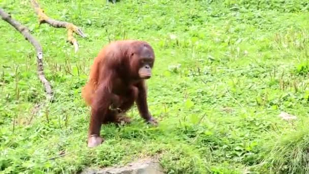 Orangután borneano — Vídeo de stock
