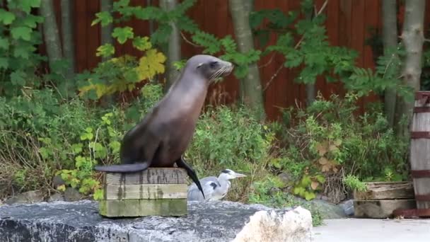 Californian sea lion. — Stock Video