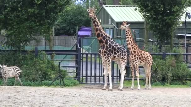 Mandria di giraffe e zebre . — Video Stock
