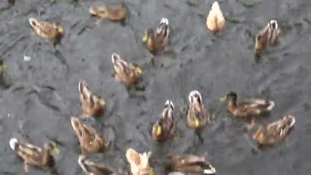 Patos salvajes captura de pan en el río — Vídeo de stock