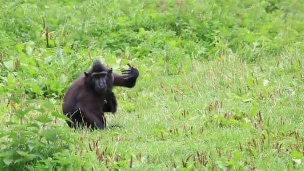 Sulawesi crested macaque itches. — Stock Video