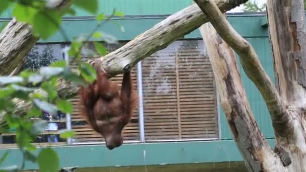 Борнейский орангутанг висит на дереве — стоковое видео