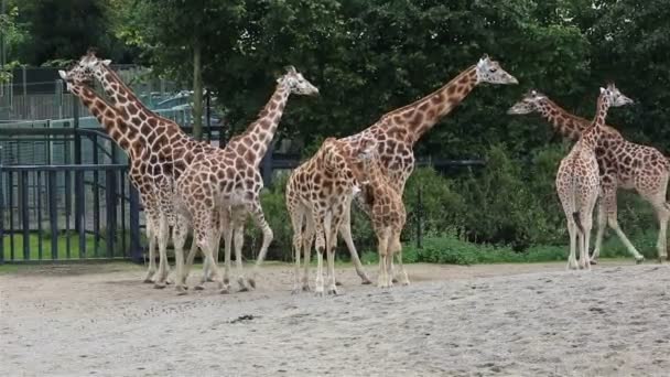 Troupeau de girafes avec ourson .