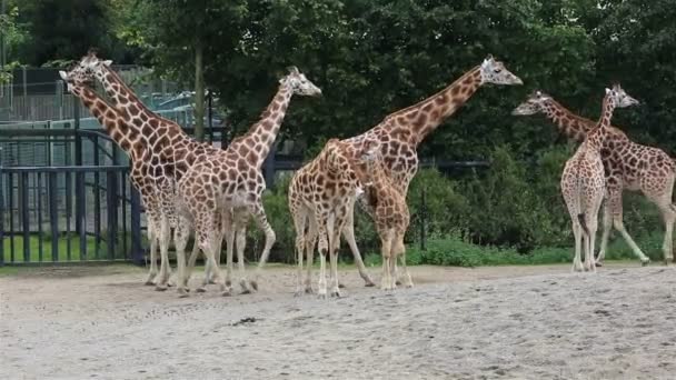 Besättning med giraffer med unge. — Stockvideo