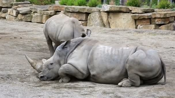 Cub Zuid witte neushoorn met moeder. — Stockvideo