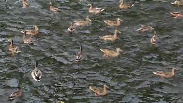 Patos selvagens pegam pão no rio — Vídeo de Stock