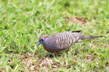 Çim huzurlu güvercin.