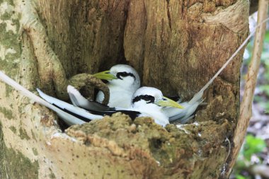 Pair of White-tailed tropicbird sitting in the nest. clipart