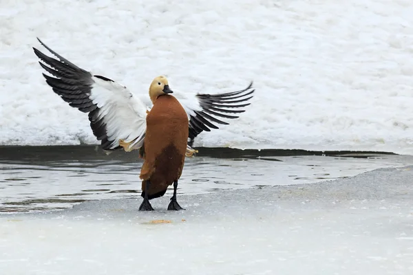 Ruddy shelduck lavado . —  Fotos de Stock