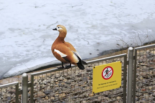 Ruddy Shelduck non attraversa la recinzione come è scritto sull'etichetta . — Foto Stock