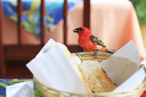 Male Red fody eats bread from the plate. — Stock Photo, Image