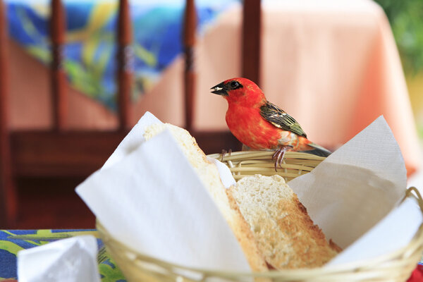 Male Red fody eats bread from the plate.