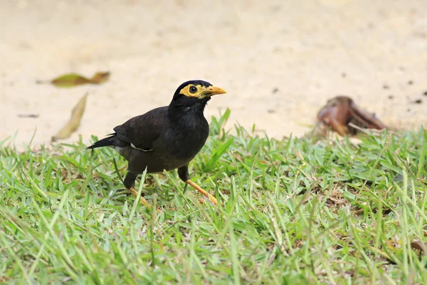 Common myna on the grass. — Stock Photo, Image