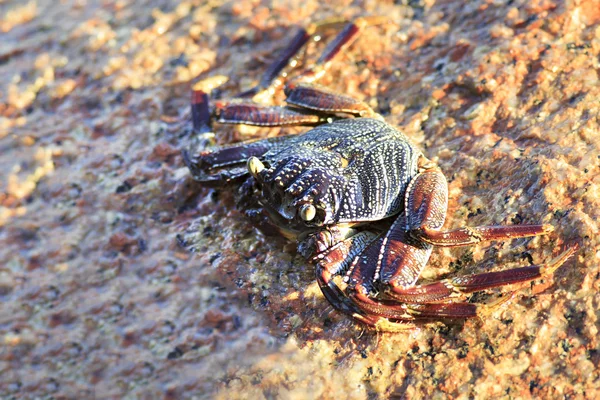 Caranguejo em pedras de granito do Oceano Índico . — Fotografia de Stock