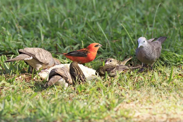 Vreedzame duif en rode Foudia. — Stockfoto
