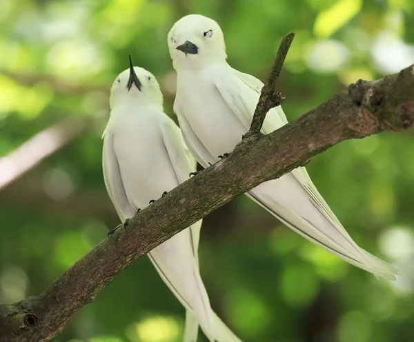 Paar witte sterns zittend op een tak. — Stockfoto