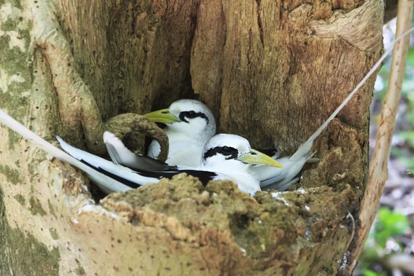 Coppia di uccelli tropicali dalla coda bianca seduti nel nido . — Foto Stock