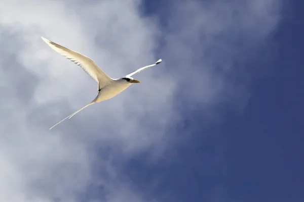 Uccello tropicale dalla coda bianca che vola nel cielo . — Foto Stock