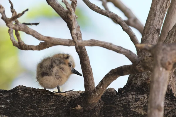 白燕鸥小宝宝坐在树枝上. — 图库照片