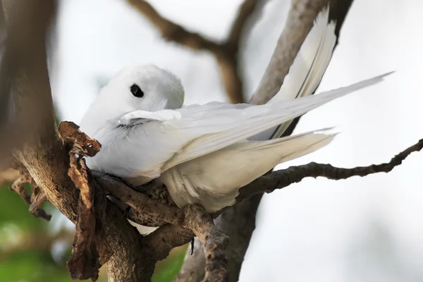 Tern branco incuba o ovo em um galho de árvore . — Fotografia de Stock