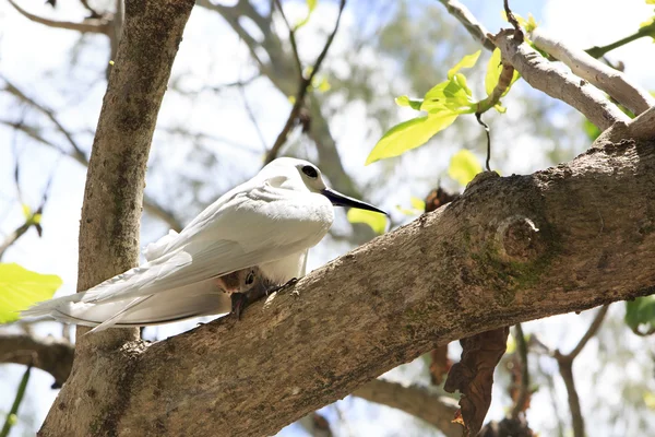 White tern sits on his chick in tree branch. — Stock Photo, Image