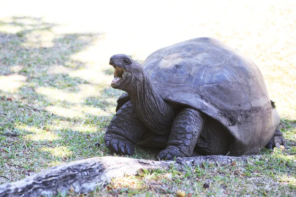 Aldabra bocejos de tartaruga gigantes — Fotografia de Stock