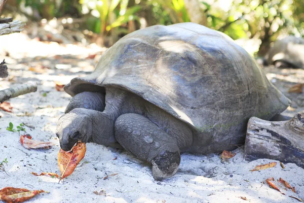 Aldabra giant tortoise eats leaves. — Stock Photo, Image