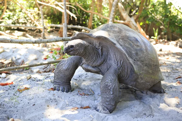 Αλντάμπρα γιγάντια χελώνα στο νησί Curieuse. — Φωτογραφία Αρχείου