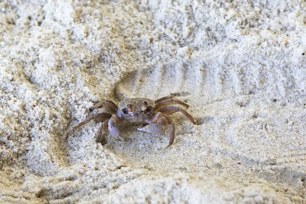 Madagaskar duch kraba na plaży wyspy Praslin. — Zdjęcie stockowe