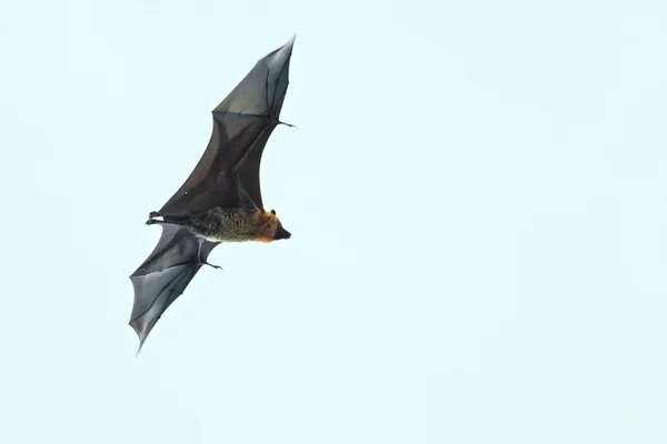 Seychely flying fox létá v nebi — Stock fotografie