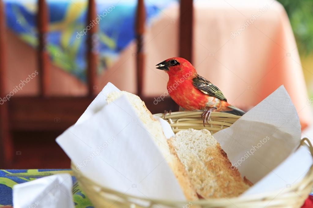 Male Red fody eats bread from the plate.