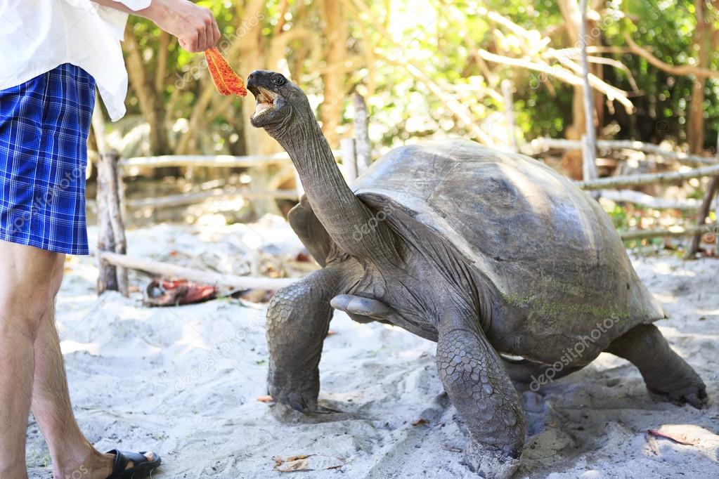 Aldabra giant tortoise reaching for the leaves in hand of tourist.